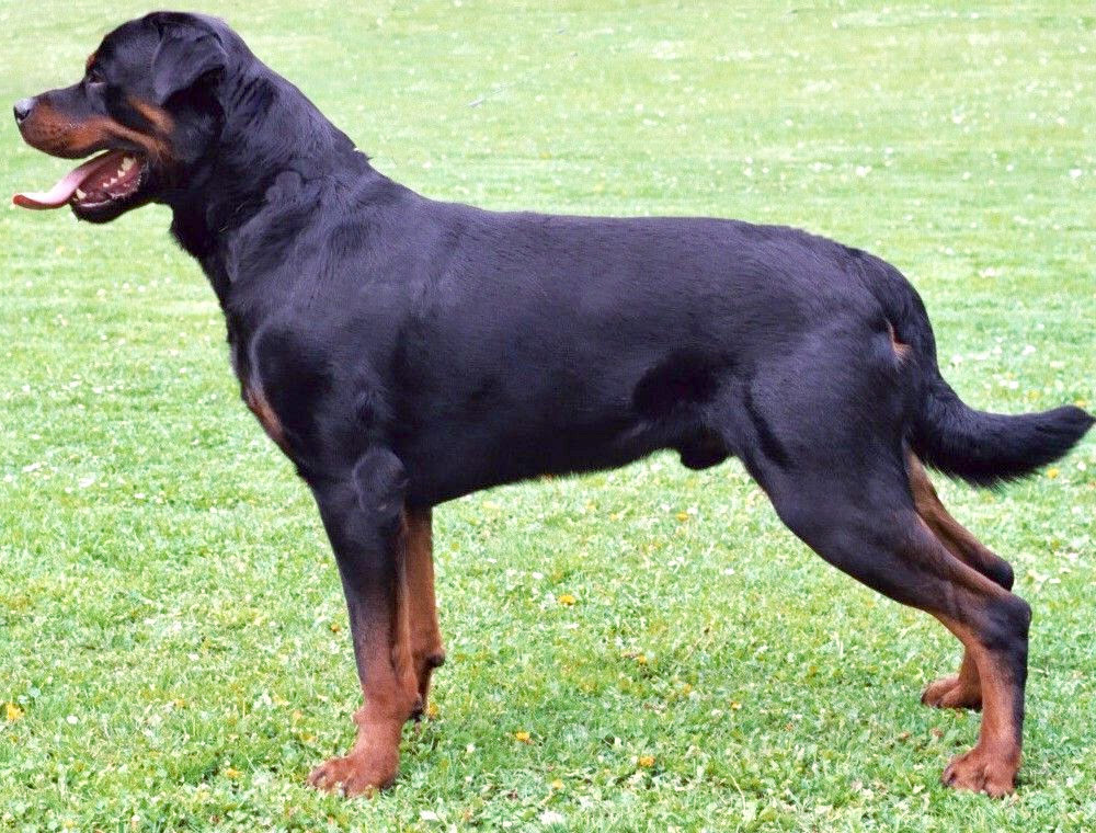 Rottweiler standing on grass