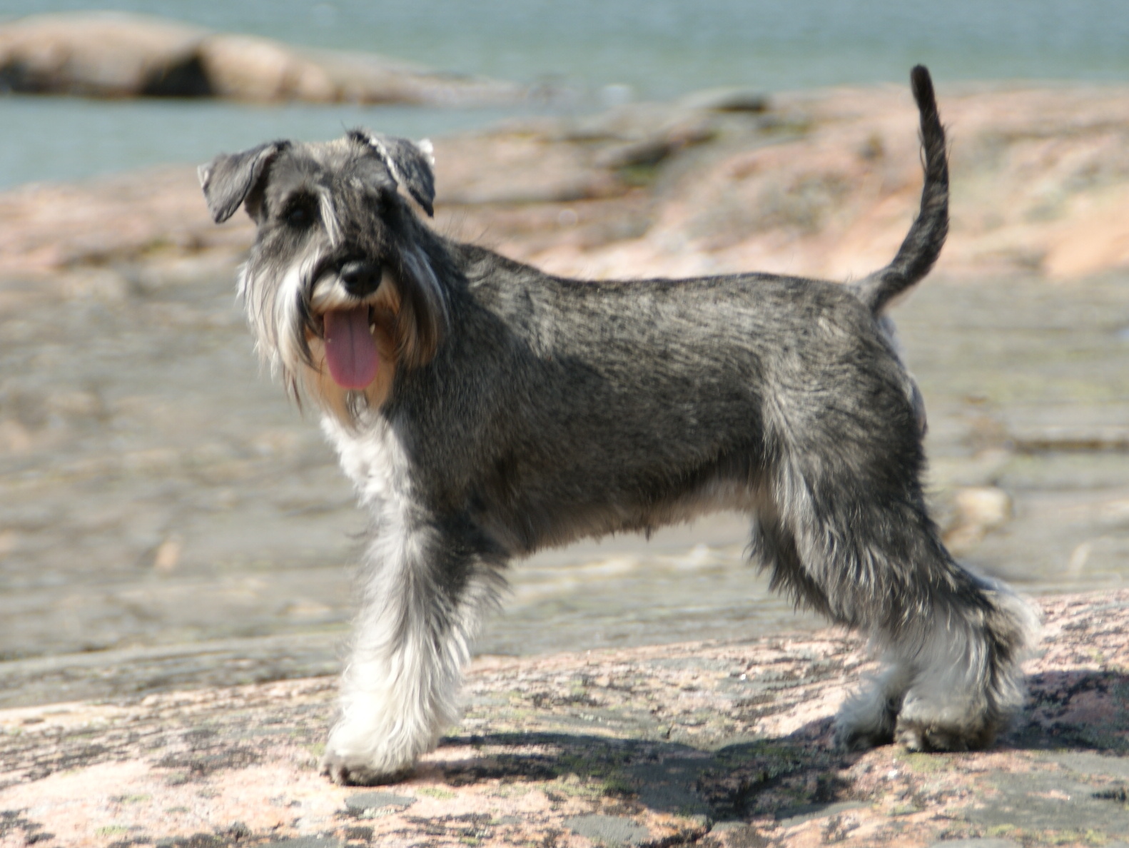 Salt-and-pepper Miniature Schnauzer standing on a rock