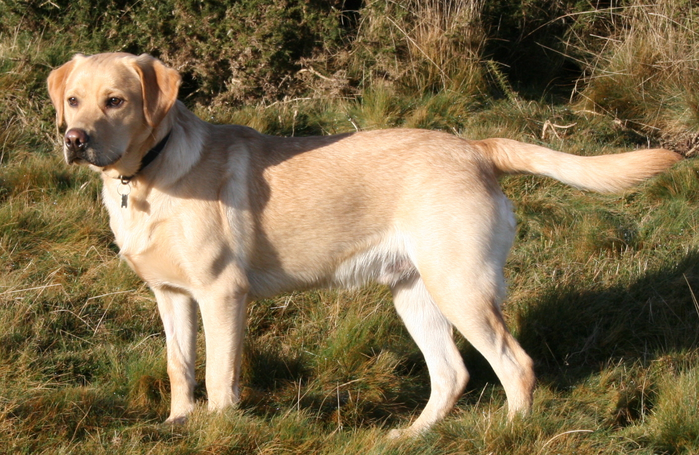 Yellow Labrador Retriever standing outdoors
