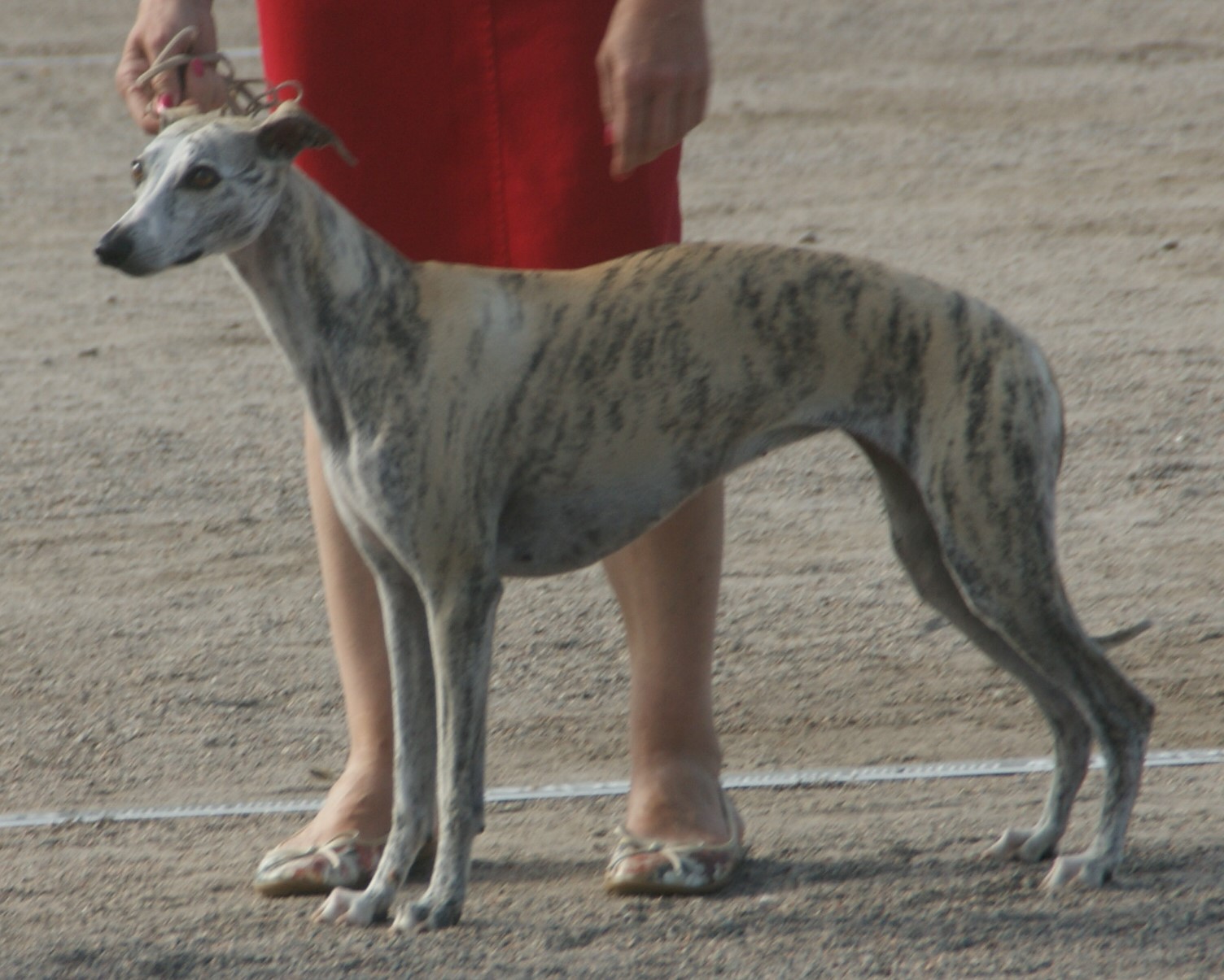 Brindle Whippet standing in a show ring