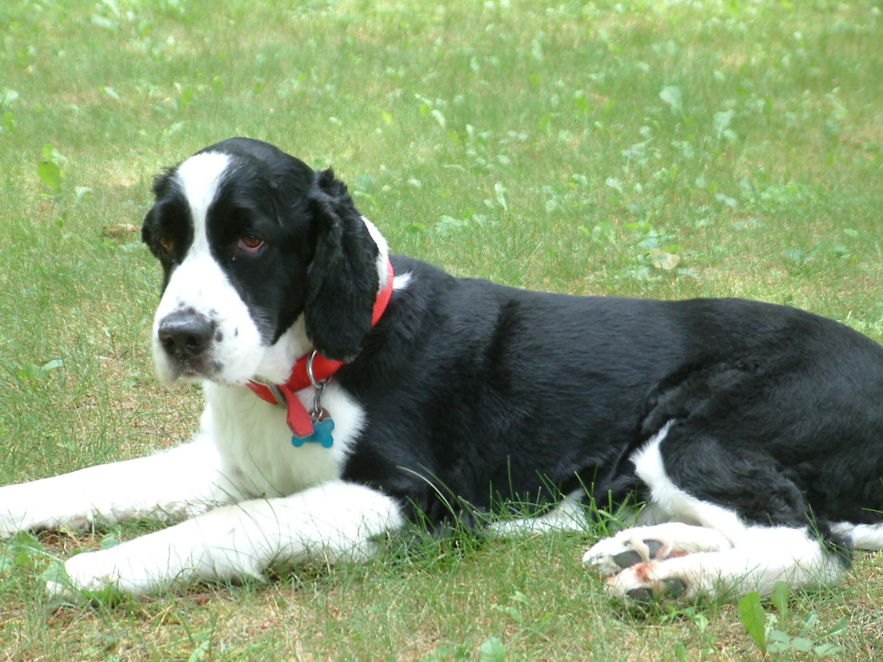 Black-and-white English Springer Spaniel lying on grass