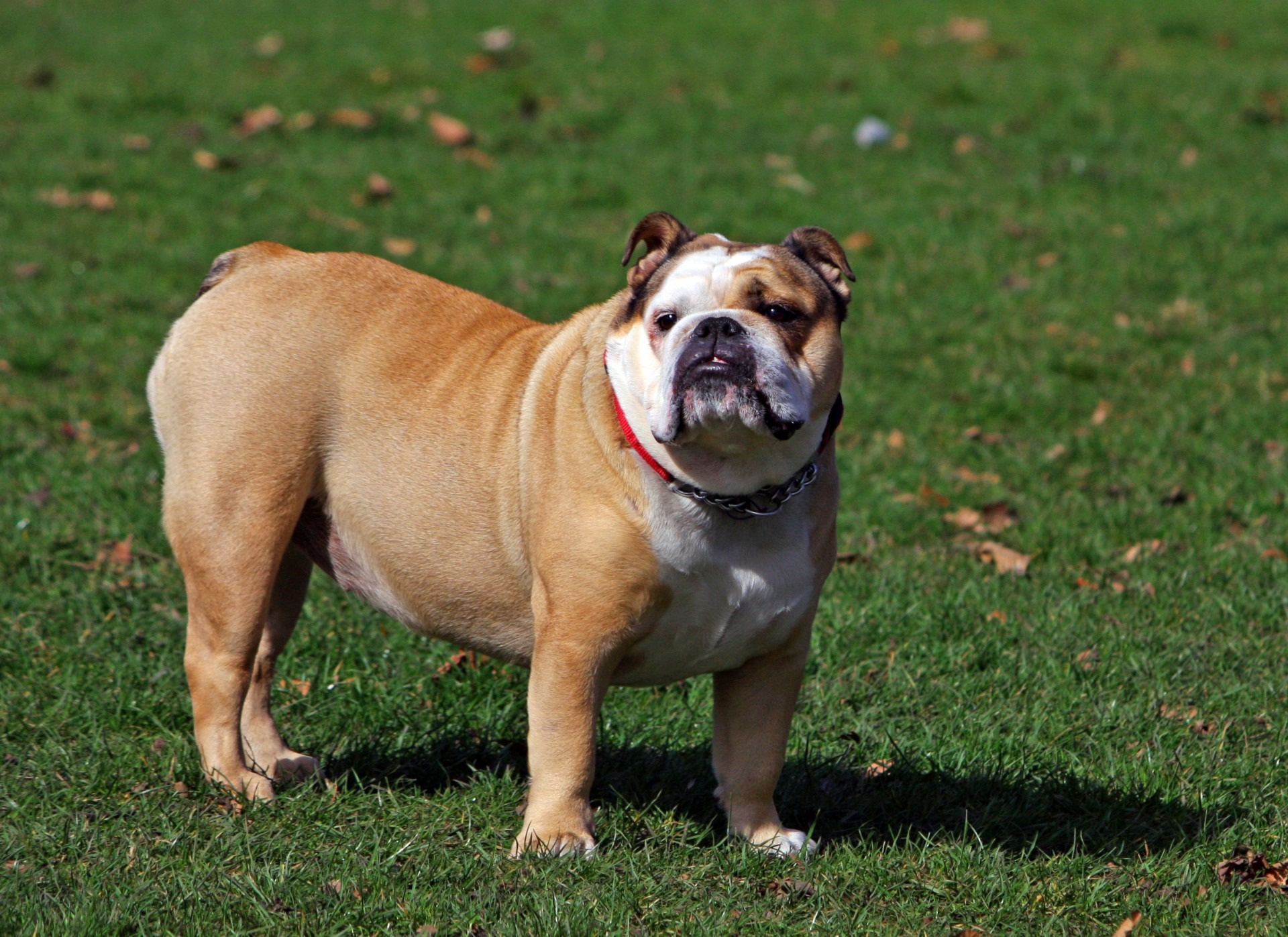 Fawn-and-white English Bulldog standing on grass