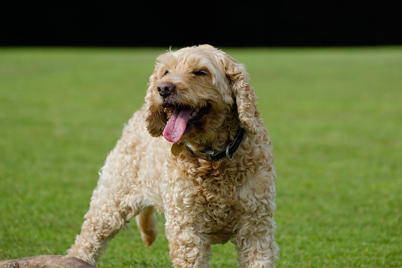 Apricot Cockapoo running on grass