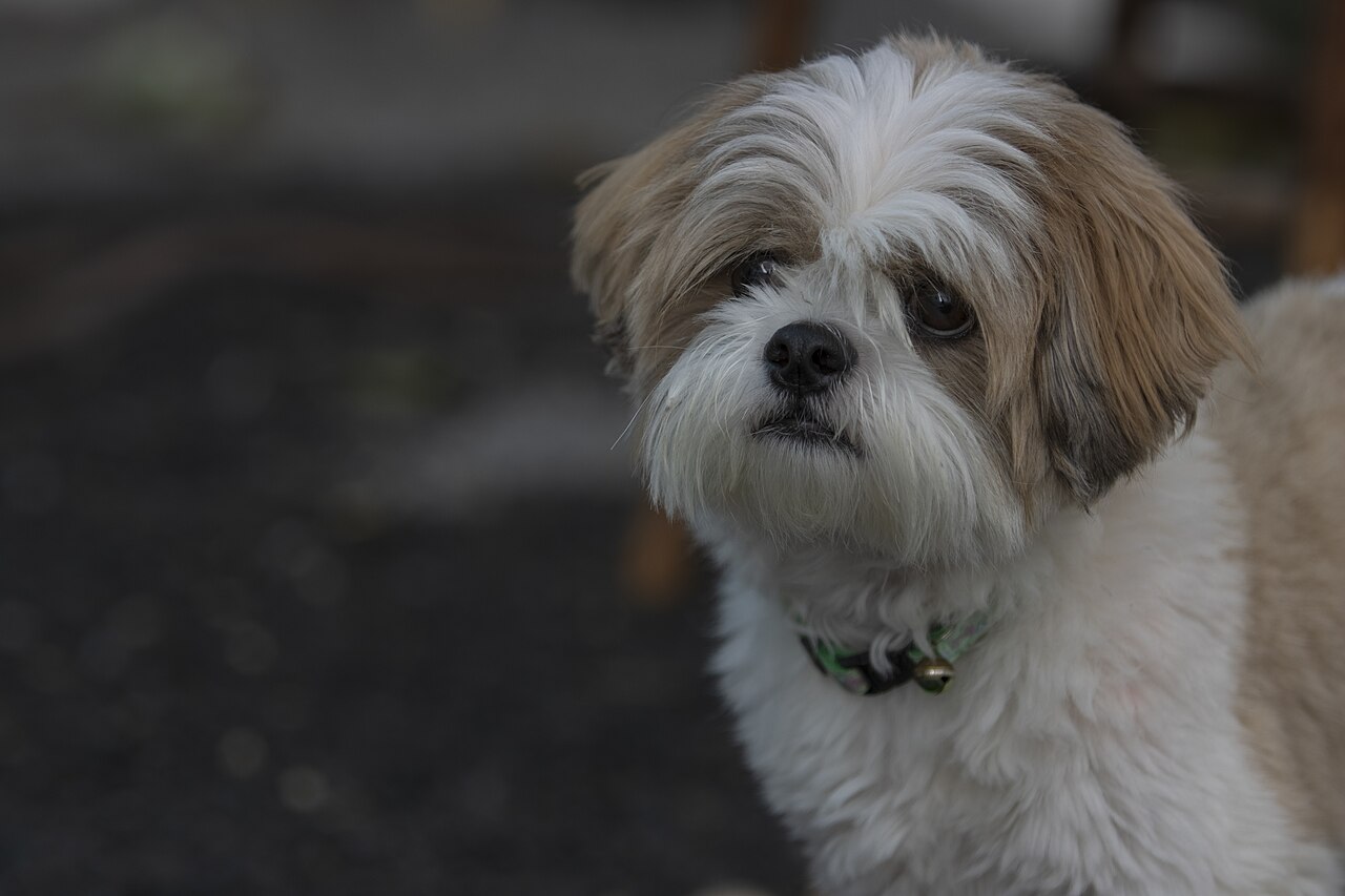 White-and-tan Shih Tzu portrait