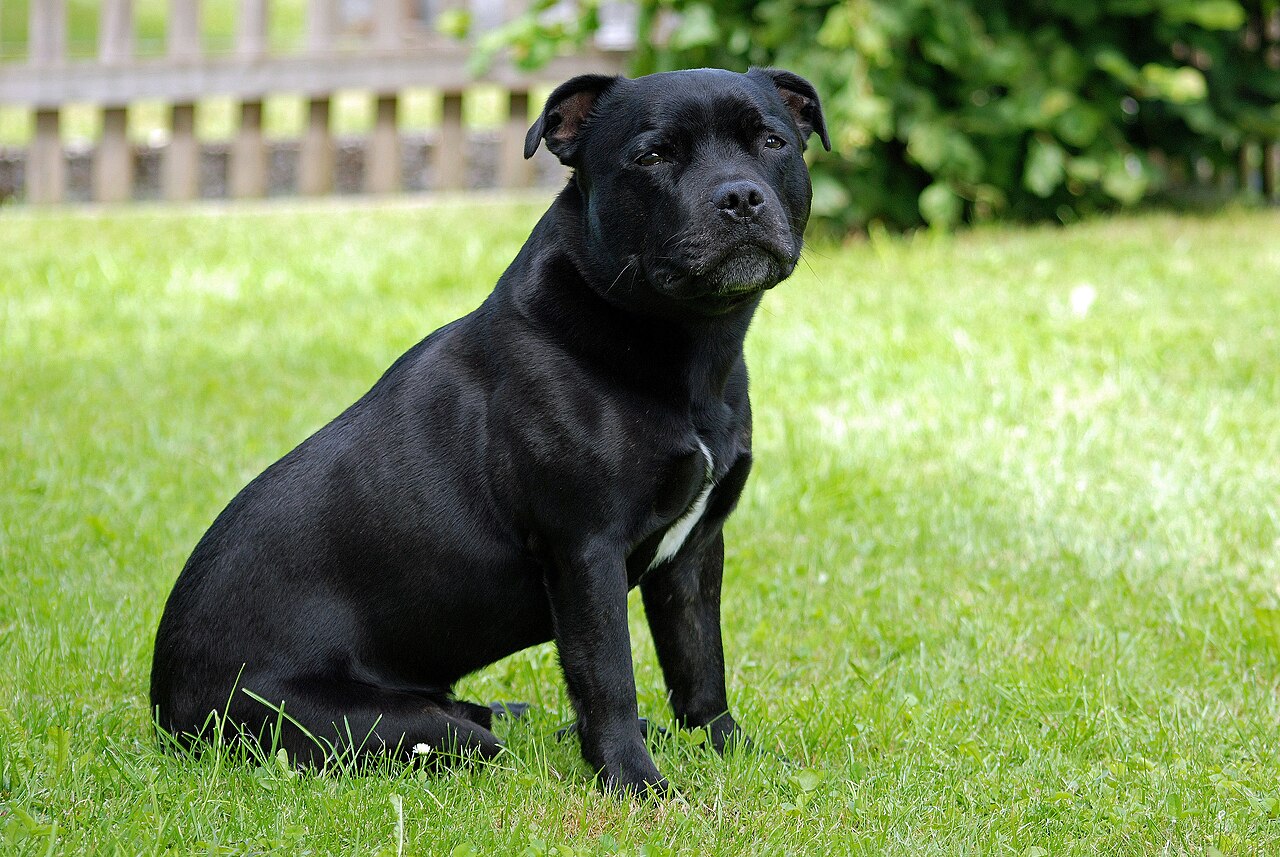 Black Staffordshire Bull Terrier sitting on grass