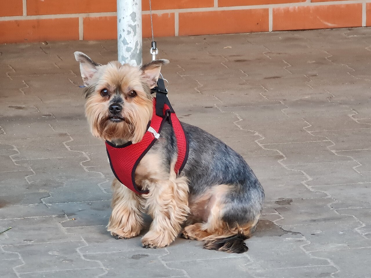 Yorkshire Terrier wearing a harness and standing on a garden path