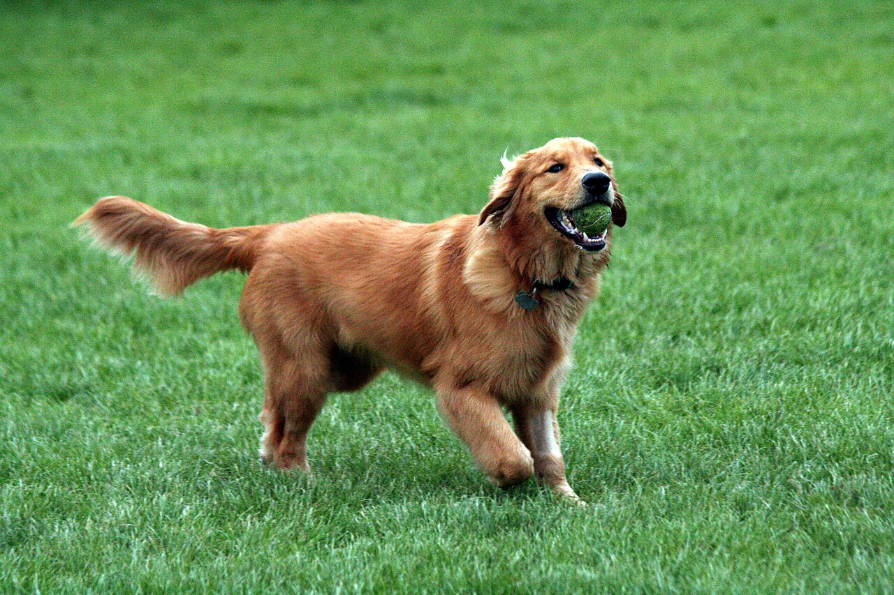 Golden Retriever running on grass with a tennis ball