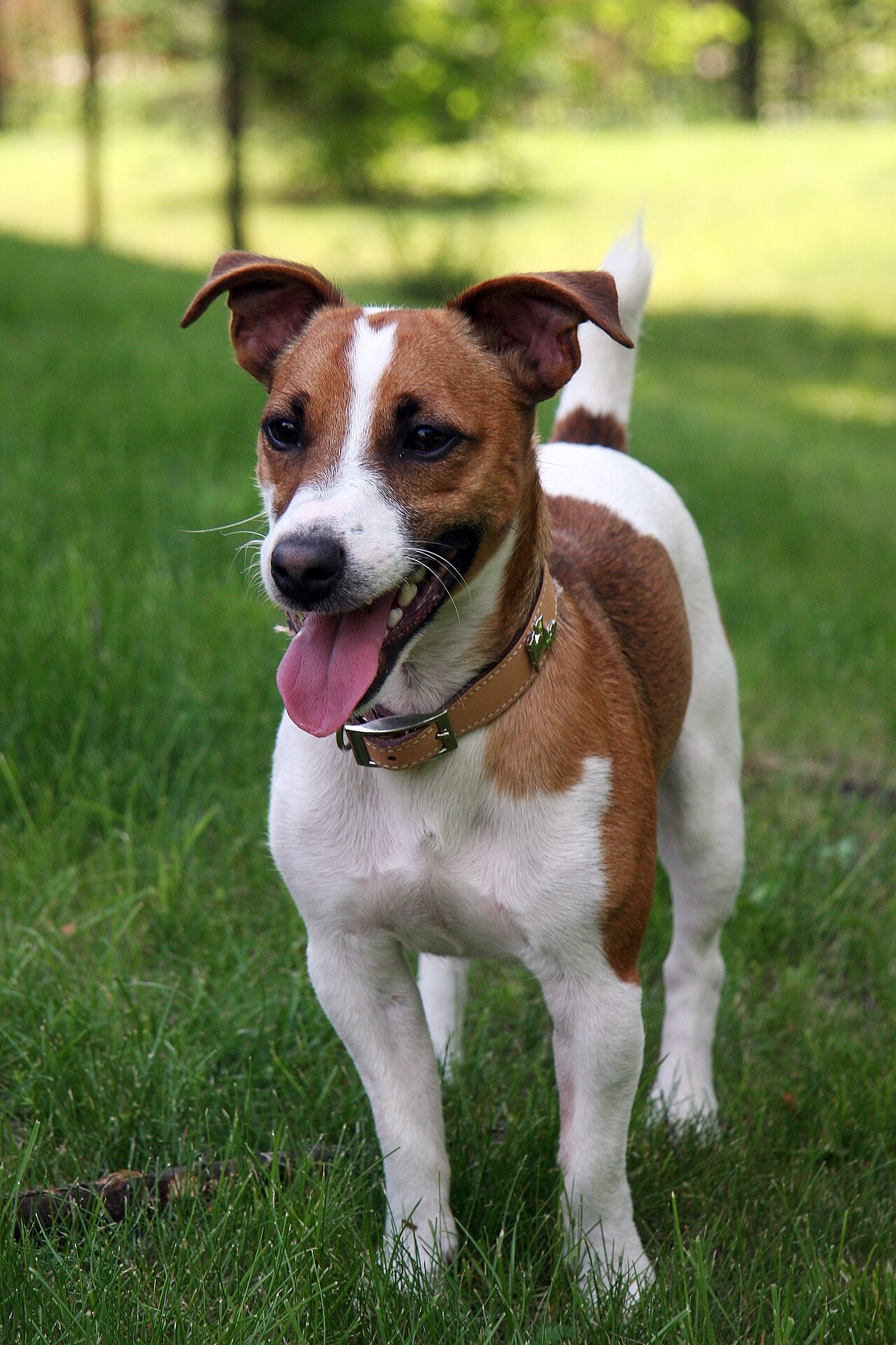 White-and-tan Jack Russell Terrier standing on grass