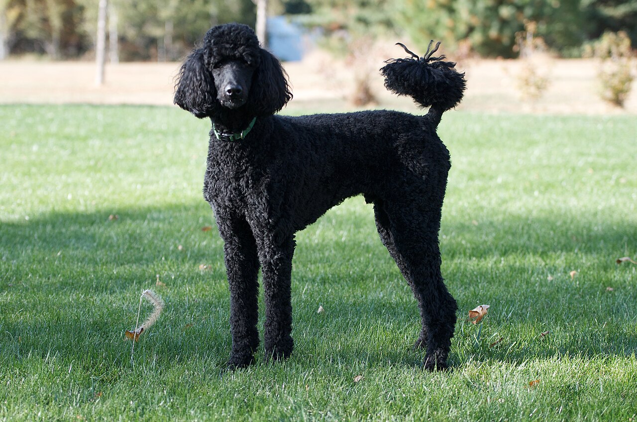 Black Standard Poodle standing on grass