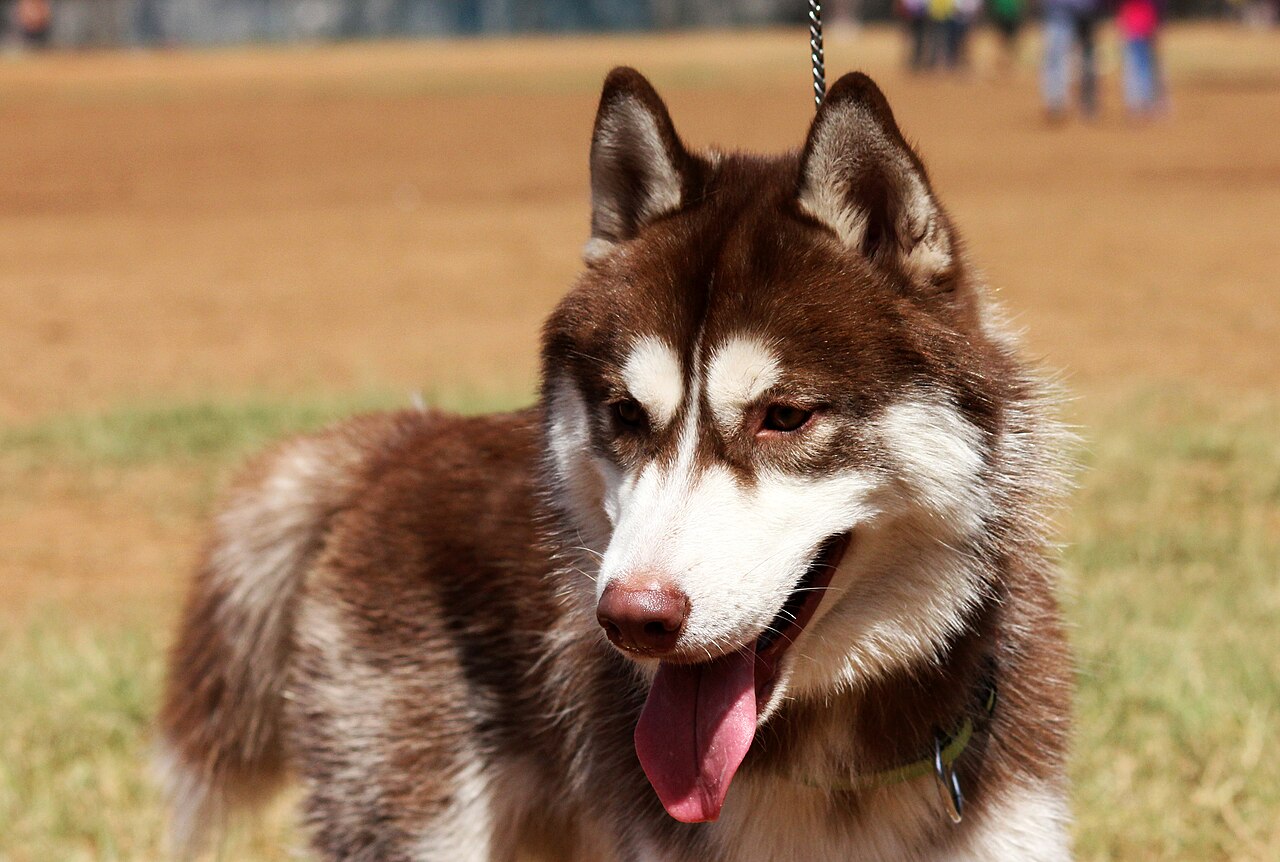 Grey-and-white Siberian Husky standing outdoors